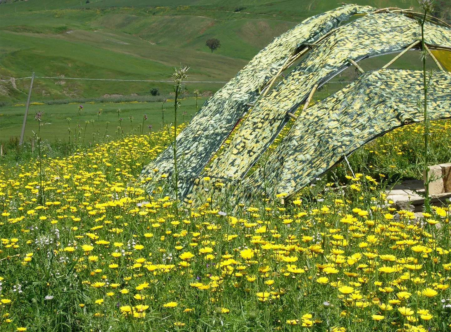 nature, flowers, temporary architecture